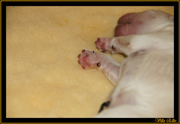 comprar golden retriever villa ellie
